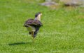 caracara-a74n_00967
