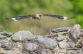 caracara-a74n_00977