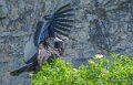 condor-a74n_01041