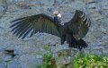 condor-a74n_01043