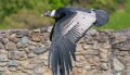 condor-a74n_01054