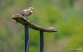 faucon-a74n_00960