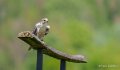 faucon-a74n_00961