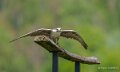 faucon-a74n_00963