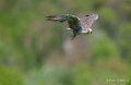 faucon-a74n_00964