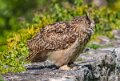 grand-duc-a74n_01027