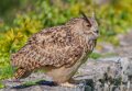 grand-duc-a74n_01028