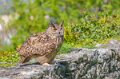 grand-duc-a74n_01029