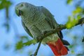 gris-du-gabon-a74n_01067
