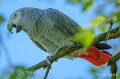 gris-du-gabon-a74n_01068