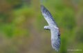gris-du-gabon-a74n_01070