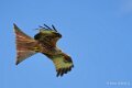 milan-royal-a74n_00875