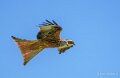 milan-royal-a74n_00876