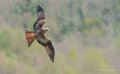 milan-royal-a74n_00983