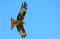 milan-royal-a74n_00985