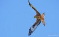 milan-royal-a74n_00988