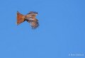 milan-royal-a74n_00989