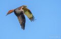milan-royal-a74n_00992