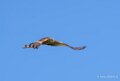 milan-royal-a74n_00994