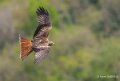 milan-royal-a74n_01003