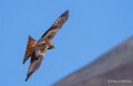 milan-royal-a74n_01007