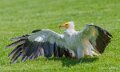 percnoptere-a74n_00924