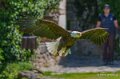 pygargue-a74n_00884