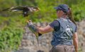 caracara-fanny-a74n_00976