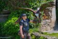 pygargue-fanny-a74n_00921