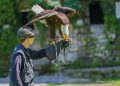 pygargue-jeremy-a74n_00886