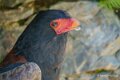 aigle-batteleur-a74n_00869