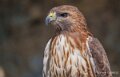buse-a74n_00872