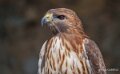 buse-a74n_00873