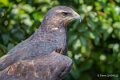 buse-aguia-a74n_00868