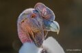 condor-a74n_00867