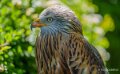 milan-royal-a74n_00859