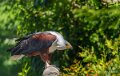 pygargue-a74n_00852