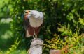 pygargue-a74n_00854
