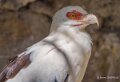 vautour-palmiste-a74n_00871