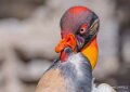 vautour-pape-a74n_00862