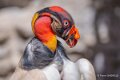 vautour-pape-a74n_00864