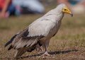 percnoptere-a74n_05506