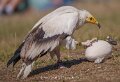 percnoptere-a74n_05509