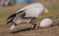 percnoptere-a74n_05510