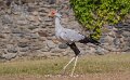 serpentaire-a74n_05545