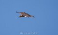 buse-a74n_05570