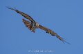 buse-a74n_05571
