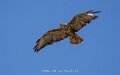 buse-a74n_05575