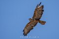 buse-a74n_05578