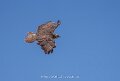 buse-a74n_05579
